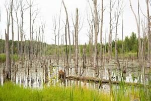 A swamp with dry dead trees, logs, and flowering cattails. Natural background photo