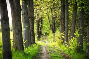 An alley of trees with young, fresh spring foliage. Naturalness, ecology, springtime. Copy space, background