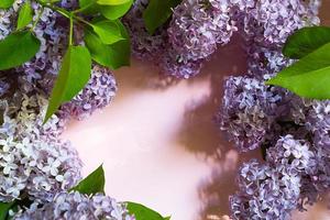 Purple lilac branches with shadows and highlights on pink spring background. Frame with copyspace with delicate fragrant flowers - beginning of summer. Holiday March 8, Easter, birthday, greeting card photo