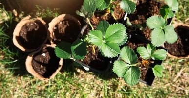 Strawberry seedlings in peat glasses on the grass, ready to plant in the garden. Preparation for planting, growing natural berries in the garden bed. photo