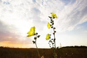 Yellow flower on the background of a beautiful sky with clouds. Wild annual hibiscus, Bluebell, datura, garden plants, copy space. Sunset in the field photo