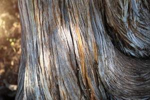 The texture of a dry juniper tree trunk. Curved trunk with fibers and layers. Ecology, natural background, copyspace. Ecosystem photo
