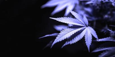 hoja de cannabis verde de cerca sobre fondo negro con rayo de sol y brillo. cultivo de marihuana medicinal. copie el espacio foto