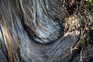 The texture of a dry juniper tree trunk. Curved trunk with fibers and layers. Ecology, natural background, copyspace. Ecosystem photo