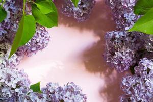 Purple lilac branches with shadows and highlights on pink spring background. Frame with copyspace with delicate fragrant flowers - beginning of summer. Holiday March 8, Easter, birthday, greeting card photo