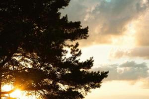 The silhouette of the branches of a large pine tree against the orange sky in the evening. Clouds at sunset in summer illuminated by the orange light of the sun. Heavenly magic light. photo