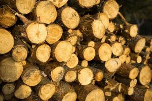 Round sections of logs in a stack with firewood close-up - wooden rural background. Cottage core, nature, ecology, solid fuel. Copy space photo