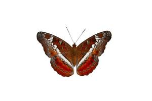 colorful butterfly isolated photo