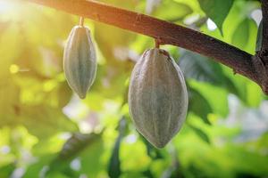 Cacao fruit on a cacao tree in tropical rainforest farm. photo