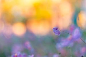 hermosas flores rosas de anémonas al aire libre en el primer plano de primavera de verano en el fondo del bosque borroso al atardecer. delicada imagen de ensueño de la belleza de la naturaleza. floreciente paisaje floral foto