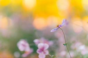 hermosas flores rosas de anémonas al aire libre en el primer plano de primavera de verano en el fondo del bosque borroso al atardecer. delicada imagen de ensueño de la belleza de la naturaleza. floreciente paisaje floral foto