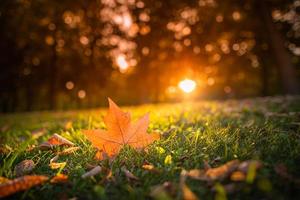 Beautiful autumn landscape with closeup yellow maple tree leaf. Colorful fall foliage in the park. Autumnal leaves macro, rays abstract natural background photo