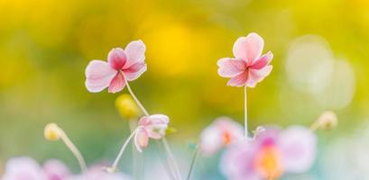 Beautiful pink flowers of anemones outdoors in summer spring close-up on sunset blurred forest background. Delicate dreamy image of beauty of nature. Blooming floral landscape photo