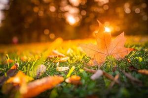 Beautiful autumn landscape with closeup yellow maple tree leaf. Colorful fall foliage in the park. Autumnal leaves macro, rays abstract natural background photo