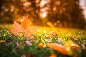 Beautiful autumn landscape with closeup yellow maple tree leaf. Colorful fall foliage in the park. Autumnal leaves macro, rays abstract natural background photo