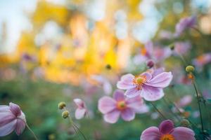 hermosas flores rosas de anémonas al aire libre en el primer plano de primavera de verano en el fondo del bosque borroso al atardecer. delicada imagen de ensueño de la belleza de la naturaleza. floreciente paisaje floral foto