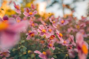 Beautiful pink flowers of anemones outdoors in summer spring close-up on sunset blurred forest background. Delicate dreamy image of beauty of nature. Blooming floral landscape photo