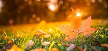 Beautiful autumn landscape with closeup yellow maple tree leaf. Colorful fall foliage in the park. Autumnal leaves macro, rays abstract natural background photo