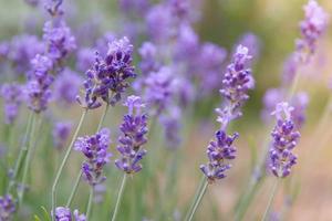 lavanda floreciente en un campo con luz solar. fondo de lavanda de verano. enfoque variable foto