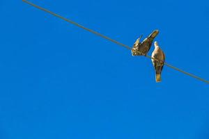 Pigeons dove birds sit on power line in Mexico. photo