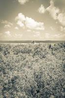 Muyil Lagoon panorama view in tropical jungle of amazing Mexico. photo