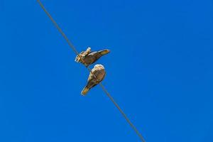 palomas palomas pájaros se sientan en la línea eléctrica en méxico. foto