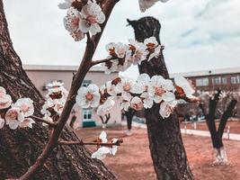 Spring bloom. Apricot tree branch and apricot flowers blooming photo