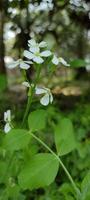 Spring blooming flower photo