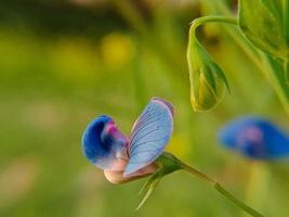 Spring blooming flower photo