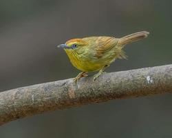 pájaro sentado en una rama en el bosque foto