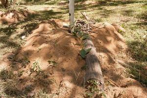 Typical Ant mound in the savanna region of Brazil photo