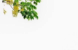 Cassia fistula flowers with copyspace photo