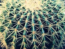 Closeup of cactus plant photo