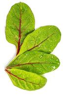 Fresh beet leaves with water drops photo