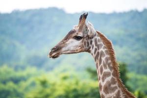 Giraffe the tallest animal. The giraffe is a genus of African even-toed ungulate mammals, the tallest living terrestrial animals and the largest ruminants. photo