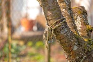 Rope with snap hook is tied around a cherry tree trunk in a garden photo