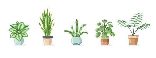 Set of home plants in pots isolated on white background vector