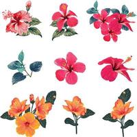 Set of Hibiscus flowers.Vector illustration hand drawing. vector