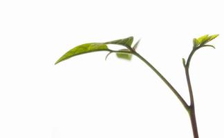 Bud leaves of young plant seeding on white background photo