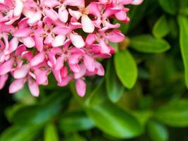 Tight cluster of Pink Ixora flower inflorescences photo