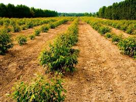 Row of Eucalyptus tree in the farm photo