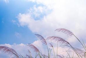 la flor de la hierba de Kans se balancea en el viento y el cielo azul foto