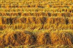 planta de arroz de color dorado en campos de arroz después de la cosecha foto