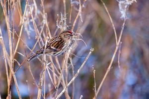 Common Redpoll resting on a plant stem photo