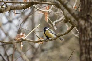 Great Tit perched on a branch photo