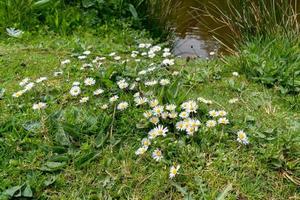 Group of Daisies photo