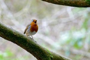 Robin Singing His Heart Out photo