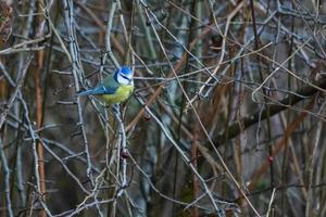 Blue Tit Perched on a Hawthorn branch photo