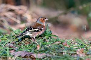 Chaffinch on the ground photo