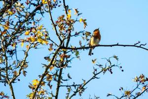 Robin singing in an Hawthorn tree on an autumn day photo